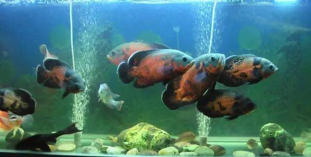 地圖魚幾個月長大