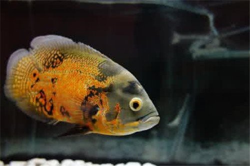 地圖魚幾個月長大