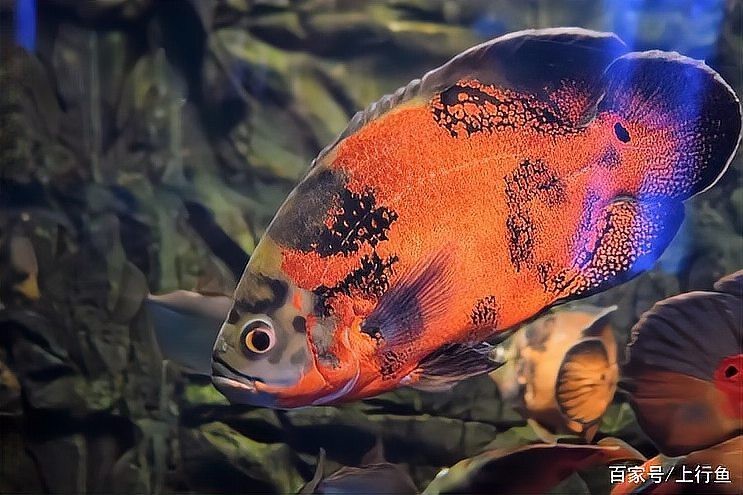 地圖魚幾個月長大