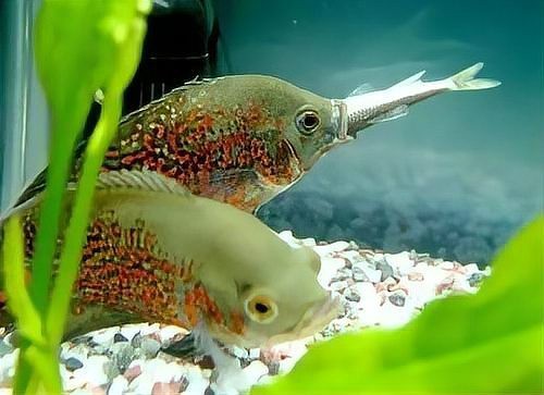地圖魚幾個月長大