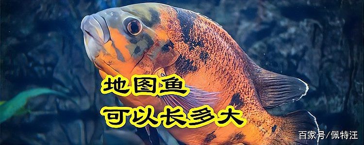 地圖魚幾個月長大