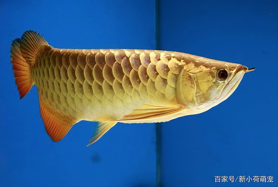 如何檢測金龍魚水質(zhì)是否異常？