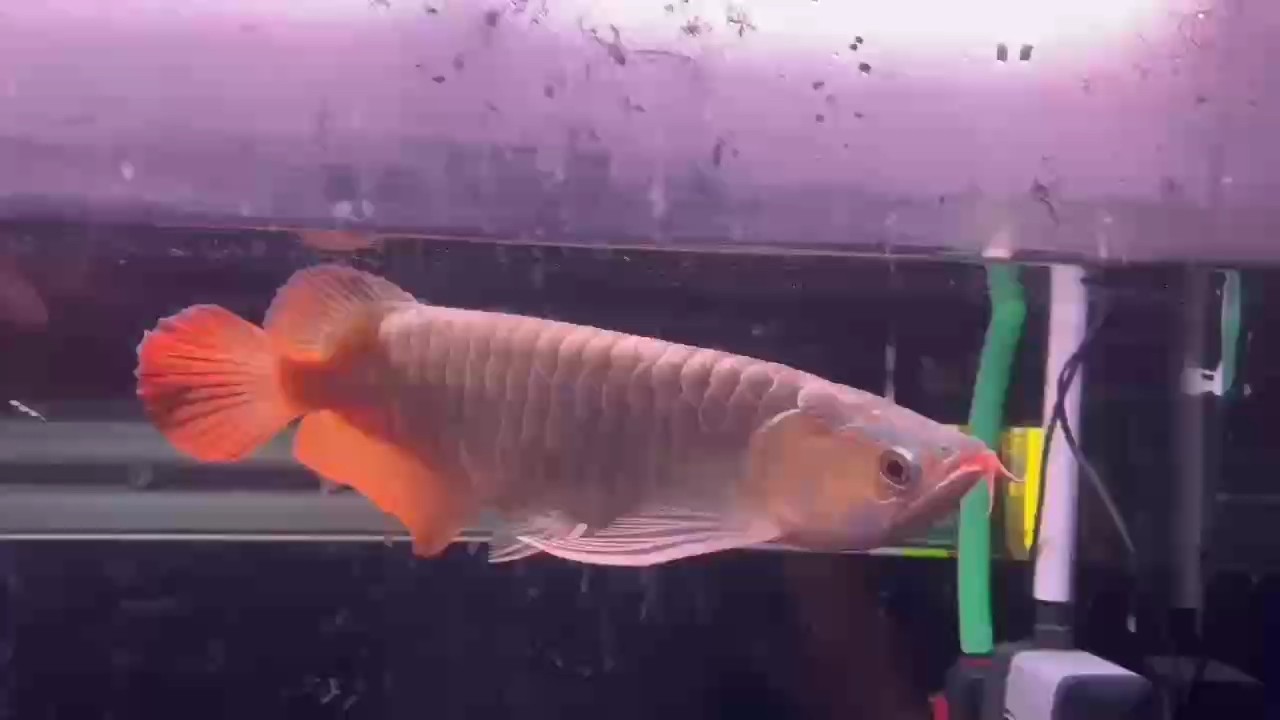 分享一下個人兜嘴塑型拉鰭經驗
