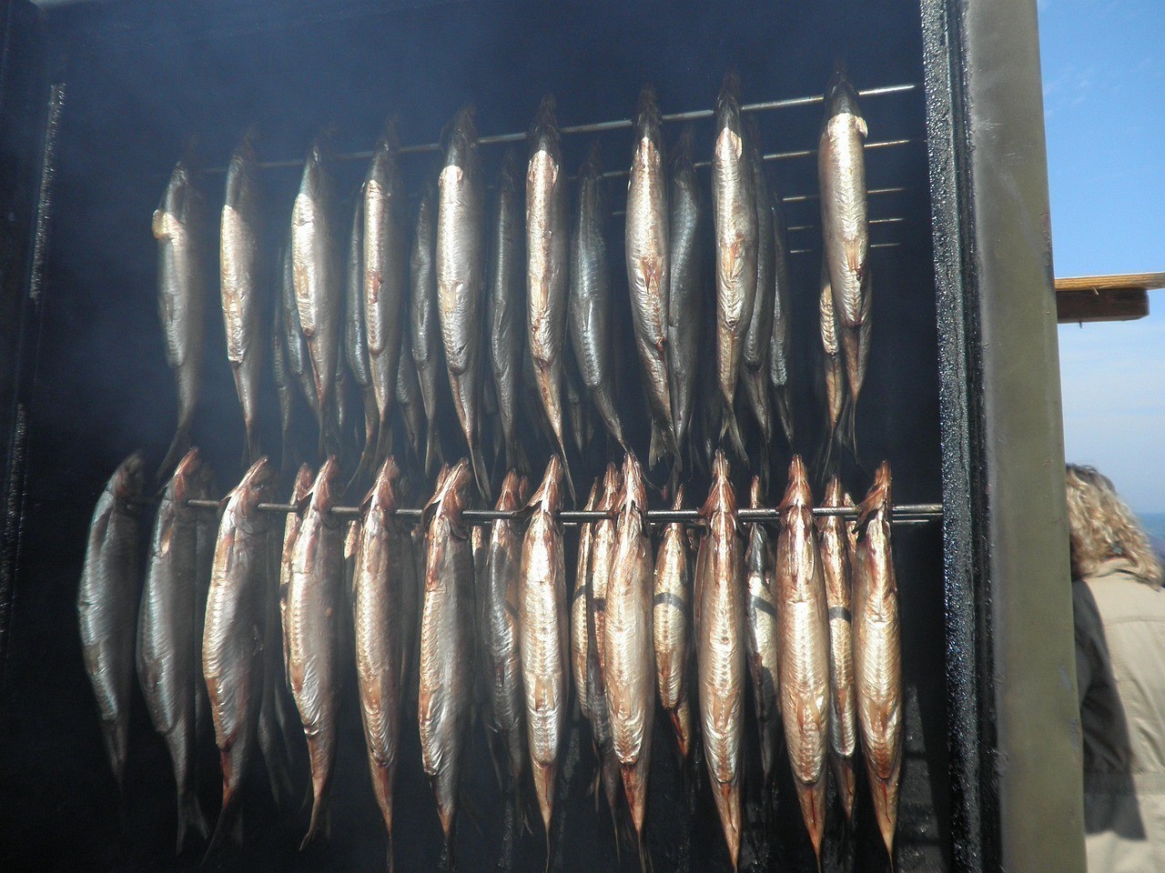 和銀龍魚很像的白色魚是什么品種（和銀龍魚很像的白色魚是什么品種的）