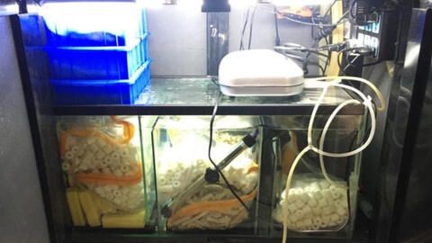 養魚老道的自頻道：養魚老道養魚老道養魚老道養魚老道養魚老道養殖經驗