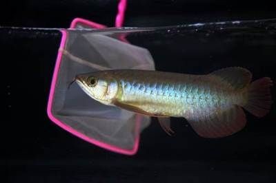 卡普瓦斯之光龍魚騙（卡普瓦斯之光龍魚燈在抖音的熱度）