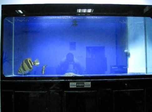 卡普瓦斯之光龍魚騙（卡普瓦斯之光龍魚燈在抖音的熱度）