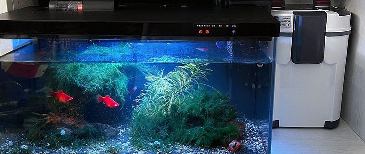 小米魚缸過濾改造全套第一名：哪一種小米魚缸過濾改造是“全套第一名”