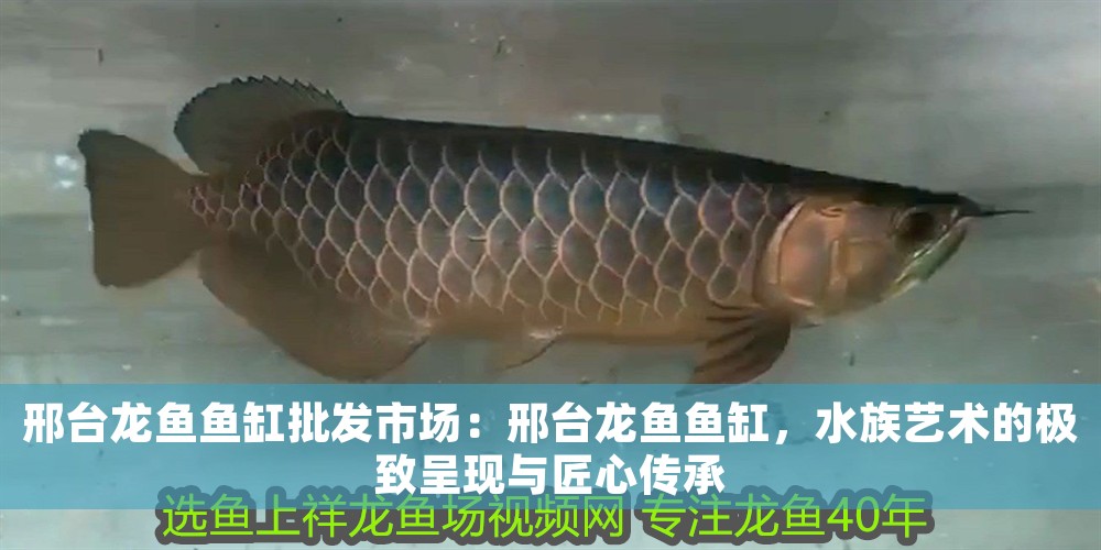 邢臺龍魚魚缸批發(fā)市場：邢臺龍魚魚缸，水族藝術的極致呈現(xiàn)與匠心傳承
