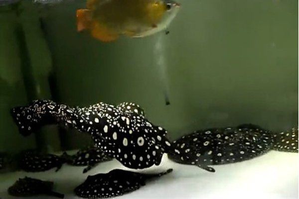 魟魚懷孕多久可以看到胎動