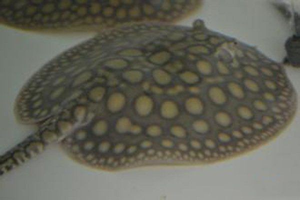 魟魚懷孕多久可以看到胎動