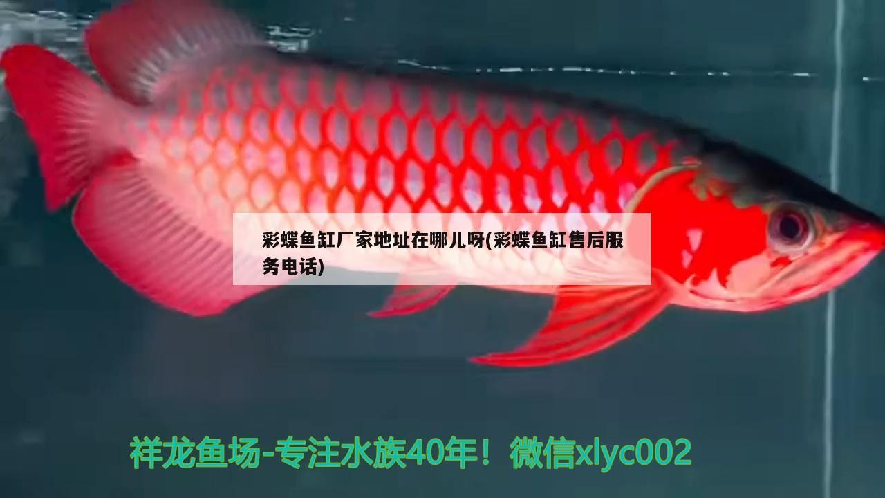 銀龍魚魚苗怎么養好的簡單介紹