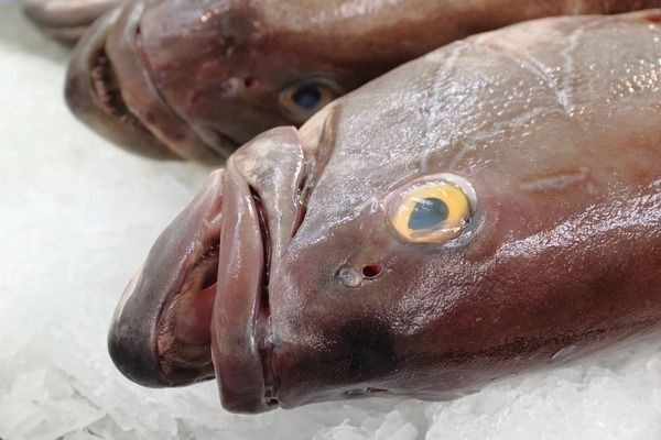 小型魚缸循環過濾水泵什么牌子好，如何選擇適合自己魚缸的過濾泵