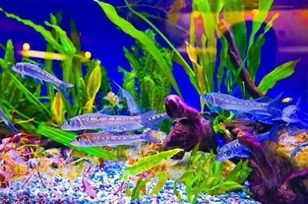 嘉寶魚缸過濾器老款漏水怎么辦：嘉寶老款魚缸過濾器漏水