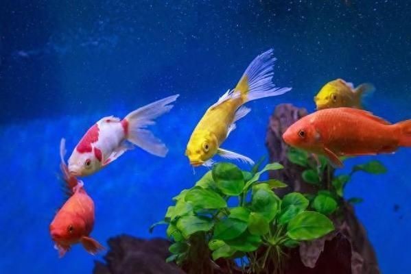 嘉寶魚缸過濾器老款漏水怎么辦：嘉寶老款魚缸過濾器漏水