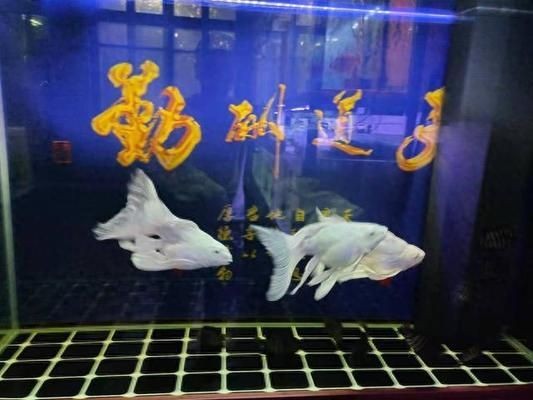 嘉寶魚缸過濾器老款漏水怎么辦：嘉寶老款魚缸過濾器漏水