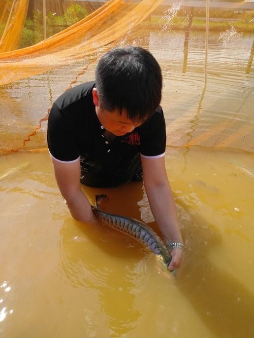 呈千祥龍魚漁場口碑如何？