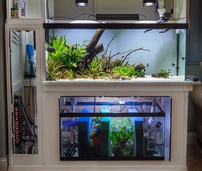 水族過濾材料的選擇：水族箱日常維護與保養