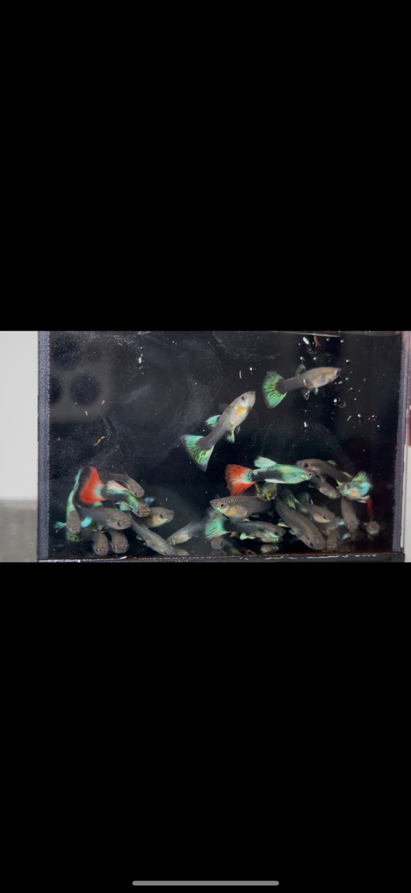 孔雀魚、自提，給錢就賣