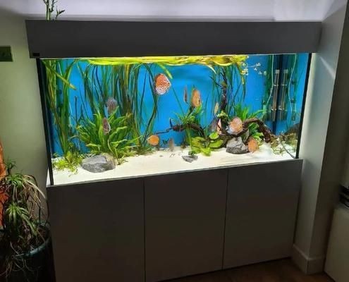 品牌魚缸和雜牌有哪些區別：品牌魚缸和雜牌魚缸在材質、做工、水質管理以及售后服務
