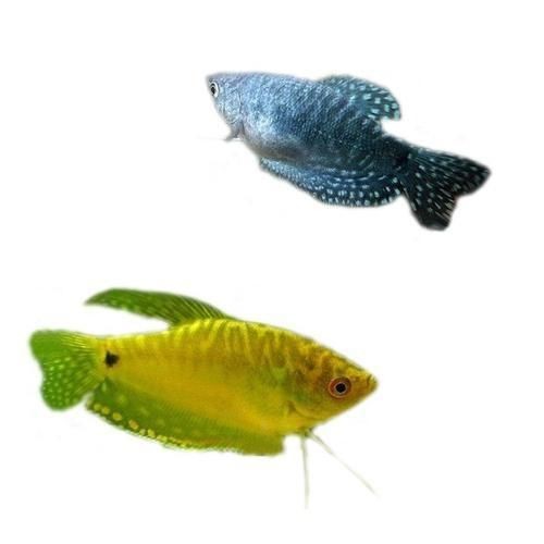 一萬以上的紅龍魚品質(zhì)怎么樣：一萬以上的紅龍魚在品質(zhì)上應(yīng)該是較高的品種但投資需謹(jǐn)慎