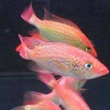 紅老虎魚價格表2023最新價格