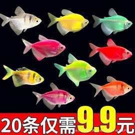 紅老虎魚價格表2023最新價格