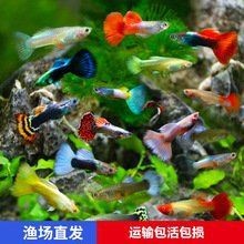紅老虎魚價格表2023最新價格