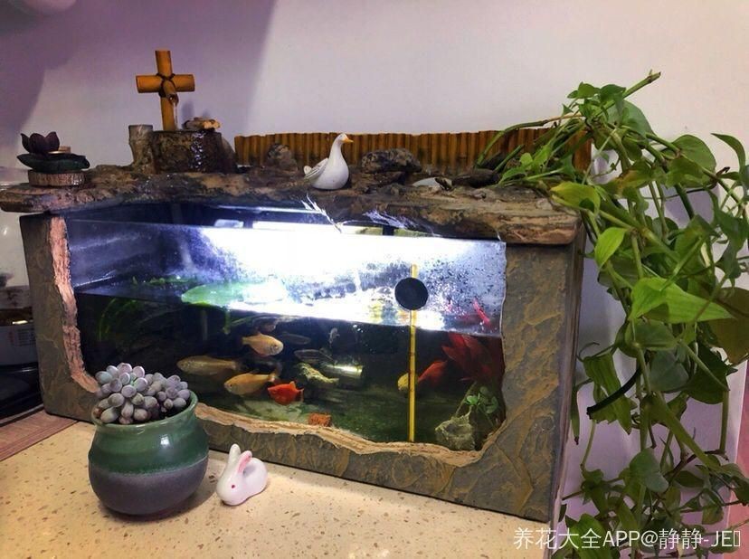 白酒對魚缸有何影響?:倒進魚缸里的魚是如何呼吸的,白酒對魚缸里的魚有何影響 魚缸百科 第3張 白酒對魚缸有何影響?:倒進魚缸里的魚是如何呼吸的,白酒對魚缸里的魚有何影響 白酒對魚缸有何影響?:倒進魚缸里的魚是如何呼吸的,白酒對魚缸里的魚有何影響 魚缸百科 第3張