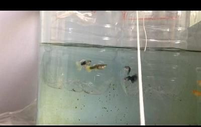 鳳尾魚飼養(yǎng)指南：鳳尾魚的水質(zhì)管理