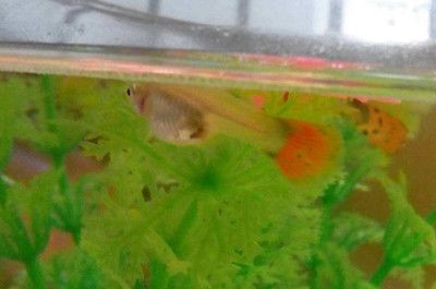 鳳尾魚飼養(yǎng)指南：鳳尾魚的水質(zhì)管理