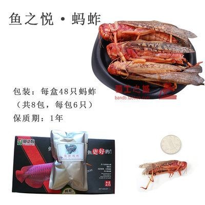 龍魚魚食凍蝦仁用殺菌么：如何正確給龍魚去殼