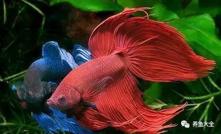 十大頂級觀賞魚排名