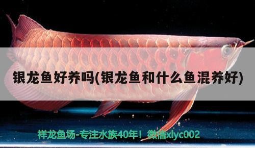 銀龍魚好養嗎(銀龍魚和什么魚混養好)