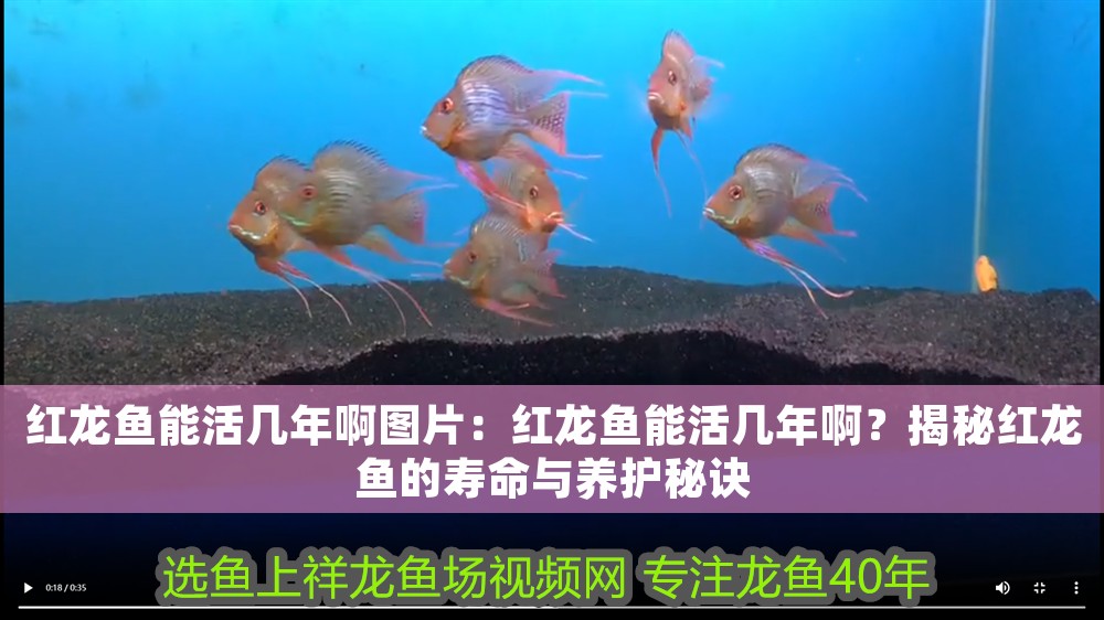 紅龍魚能活幾年啊圖片：紅龍魚能活幾年啊？揭秘紅龍魚的壽命與養護秘訣