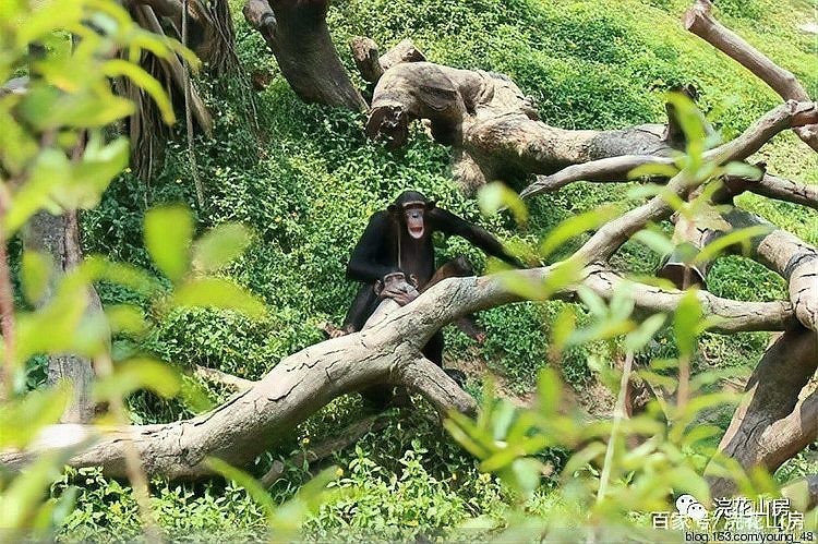 長隆野生動物世界有哪些特色動物？