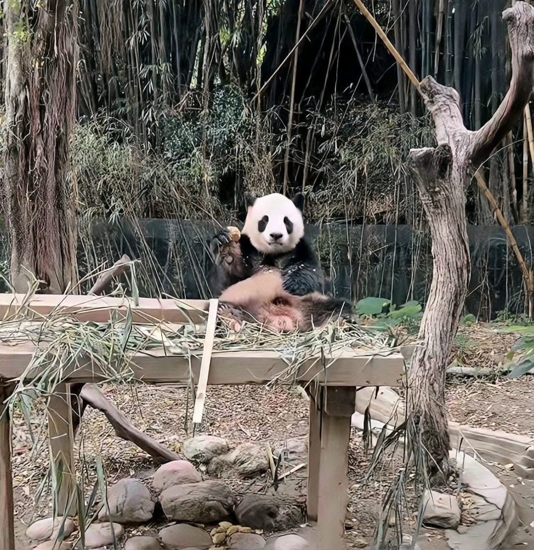 長隆野生動物世界有哪些特色動物？