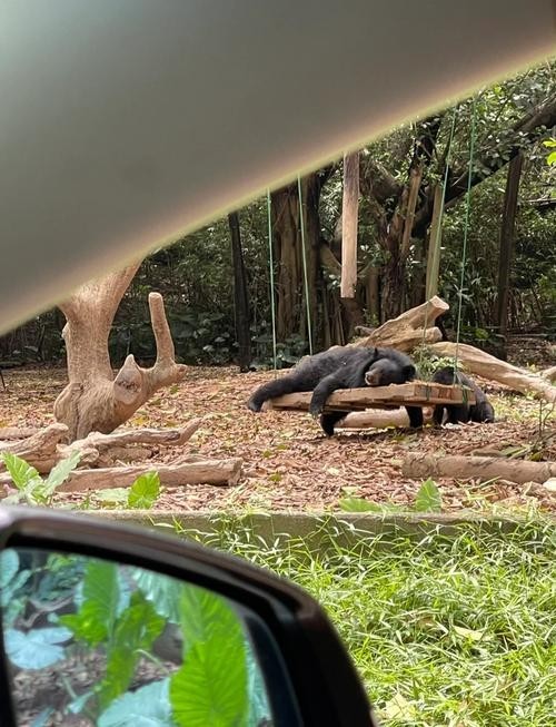 長隆野生動物世界有哪些特色動物？