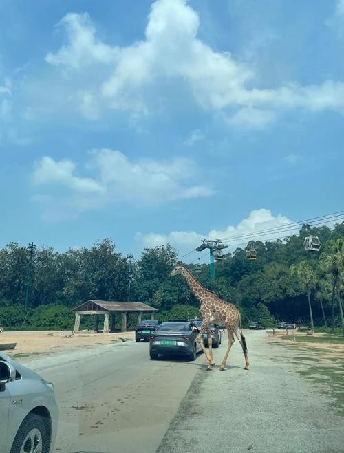 長隆野生動物世界有哪些特色動物？