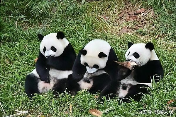 長隆野生動物世界有哪些特色動物？