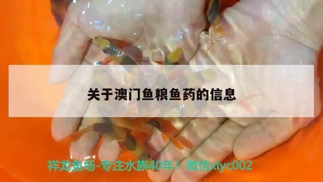 銀龍魚為什么互相咬嘴巴（銀龍魚咬其他魚）