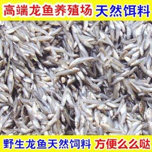全國(guó)批發(fā)龍魚最便宜的地方（全國(guó)批發(fā)龍魚最便宜的地方在哪里？）
