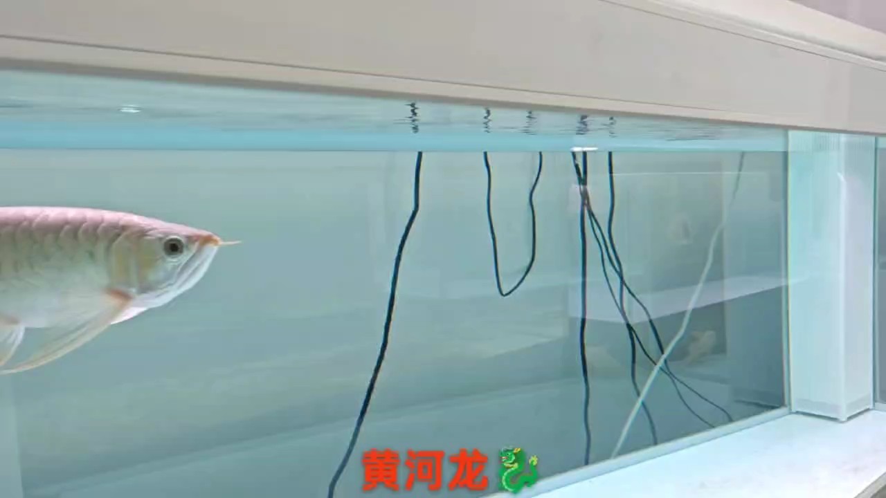 需要大骨骼身形，硬扇尾，鈍頭