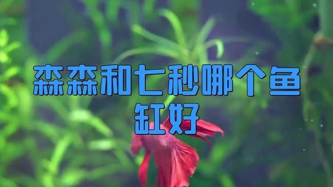 森森和閩江哪個安全