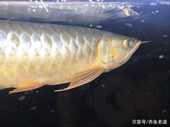 龍魚外蒙眼是什么造成的
