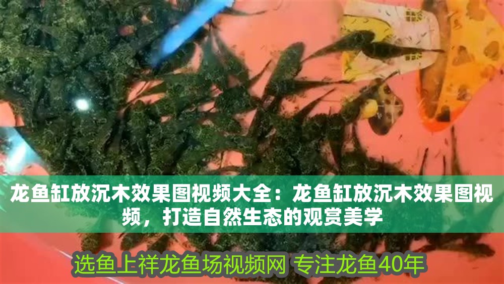 龍魚缸放沉木效果圖視頻大全：龍魚缸放沉木效果圖視頻，打造自然生態的觀賞美學