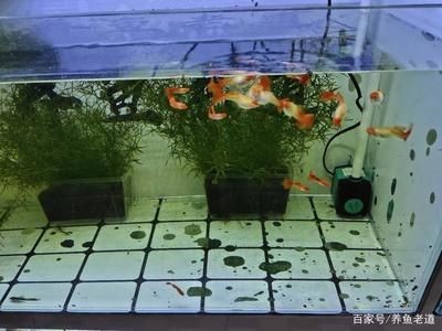 魚(yú)缸乳白色沉淀水質(zhì)污染的預(yù)防措施：魚(yú)缸乳白色沉淀對(duì)魚(yú)缸生態(tài)平衡的處理方法是什么