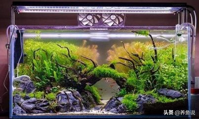 魚(yú)缸乳白色沉淀水質(zhì)污染的預(yù)防措施：魚(yú)缸乳白色沉淀對(duì)魚(yú)缸生態(tài)平衡的處理方法是什么