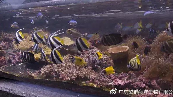 十大最漂亮關刀魚排行榜