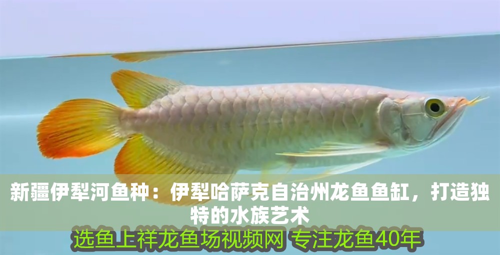 新疆伊犁河魚種：伊犁哈薩克自治州龍魚魚缸，打造獨特的水族藝術